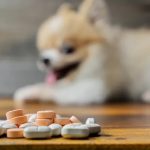 vitamini za pse