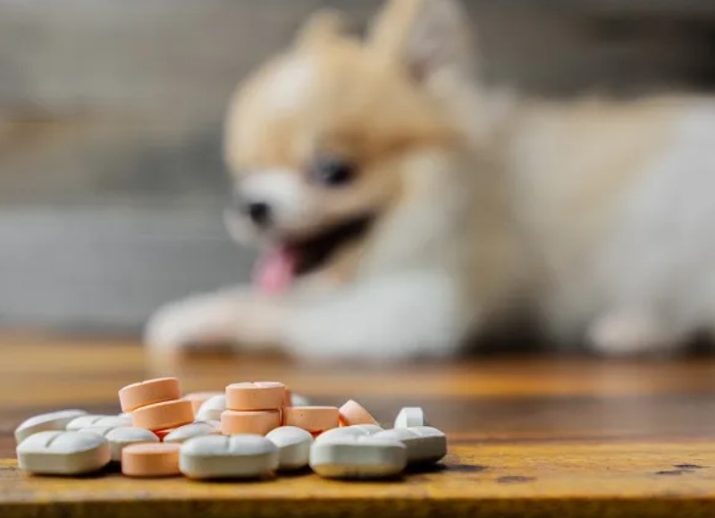 vitamini za pse